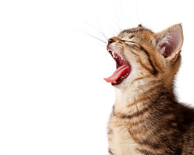 咆哮的小猫