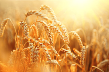 耳朵的金黃的麥穗特寫.圖片