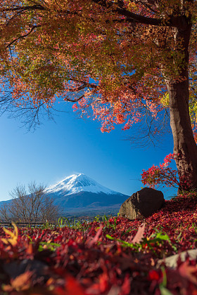 富士山和秋叶照片
