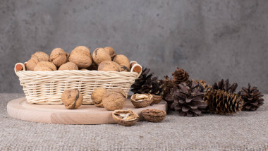 坚果和贝壳.图片