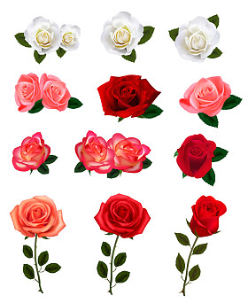 美丽玫瑰的组。矢量插画.图片