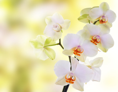 美麗的花朵上抽象的淺粉色背景