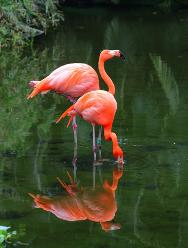 兩個(gè)粉紅色的火烈鳥正在搜索飼料在水中