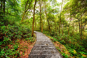 穿过绿色树林的风景石步道。夏季景