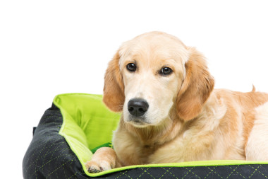 年輕美麗的金色獵犬狗