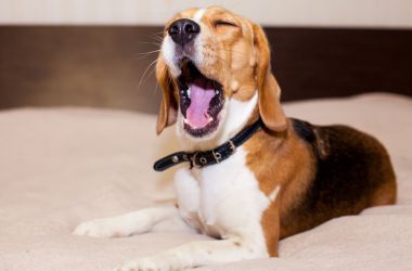 Beagle 犬想要在家里睡覺(jué)