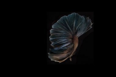 斗魚、 暹羅斗魚、 斗魚芨芨草上 b 孤立