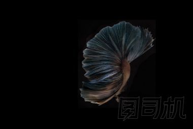 斗魚(yú)、 暹羅斗魚(yú)、 斗魚(yú)芨芨草上 b 孤立