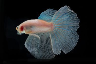 斗魚、 暹羅斗魚、 斗魚芨芨草上 b 孤立