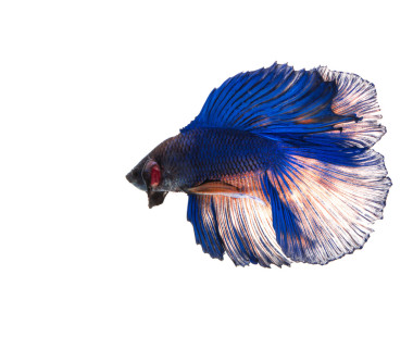 斗魚、 暹羅斗魚、 斗魚芨芨草上 w 孤立