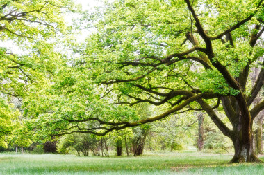 樹、 公園圖片