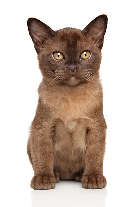巧克力的缅甸小猫