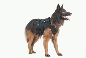 警犬