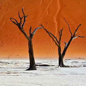 Deadvlei，苏斯。纳米比