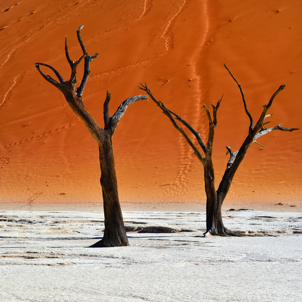 Deadvlei，苏斯。纳米比