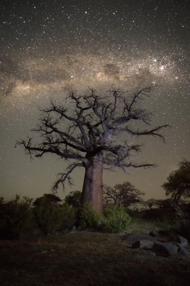 猴面包树在银河之下