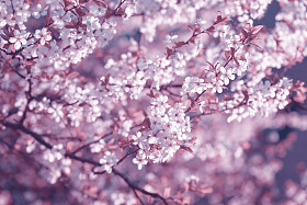 春天樱花樱花图片
