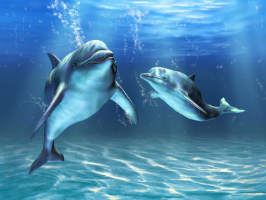 海豚照片