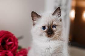布娃娃蓝点小小猫 图片
