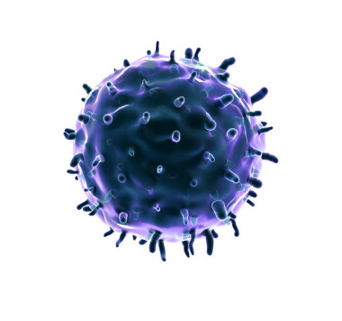 白蛋白上的吞噬細胞，白蛋白上的考拉韋