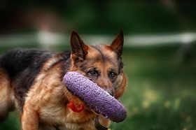牧羊犬抓飞盘照片