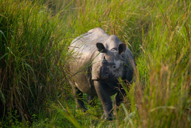 大印度犀牛照片