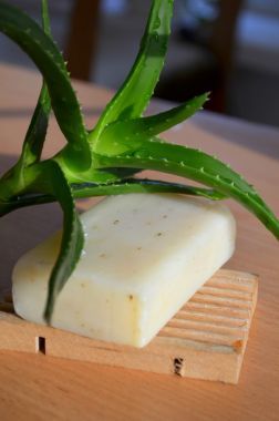 蘆薈-厚肉質(zhì)葉南部植物