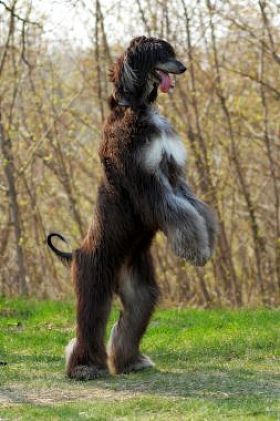 阿富汗猎犬的犬种