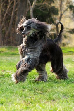 狗的阿富汗獵犬跑