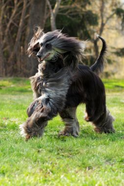 狗的阿富汗猎犬跑