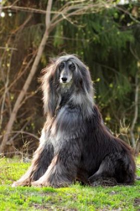 狗的阿富汗猎犬坐图片