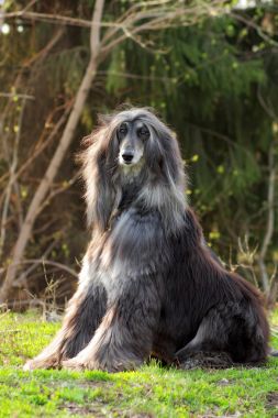 狗的阿富汗猎犬坐图片
