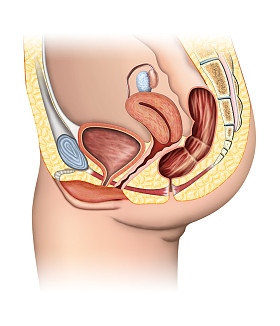 女性生殖系统图片
