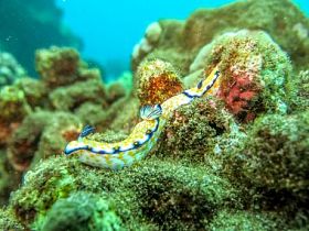 色彩缤纷的海兔