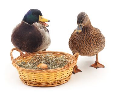 野鴨在巢附近.圖片