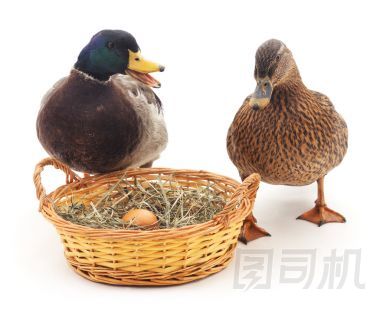 野鴨在巢附近.圖片