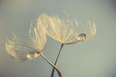 抽象的蒲公英花背景下，極端的特寫鏡頭。在自然背景下的大蒲公英