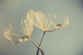 抽象的蒲公英花背景下，极端的特写镜头。在自然背景下的大蒲公英