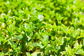 新鲜薄荷的特写镜头