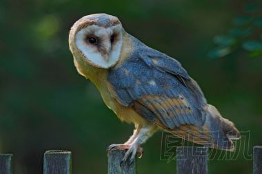 坐在木柵欄上的谷倉貓頭鷹圖片