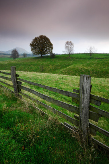 在樹木與草地圍欄