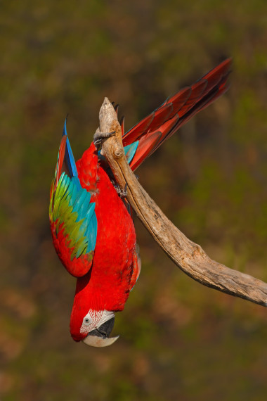 大紅色鸚鵡紅綠金剛鸚鵡圖片