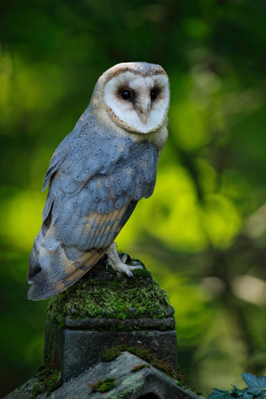 漂亮的鸟谷仓猫头鹰图片