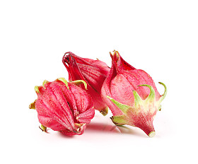 玫瑰茄孤立的白色背景上