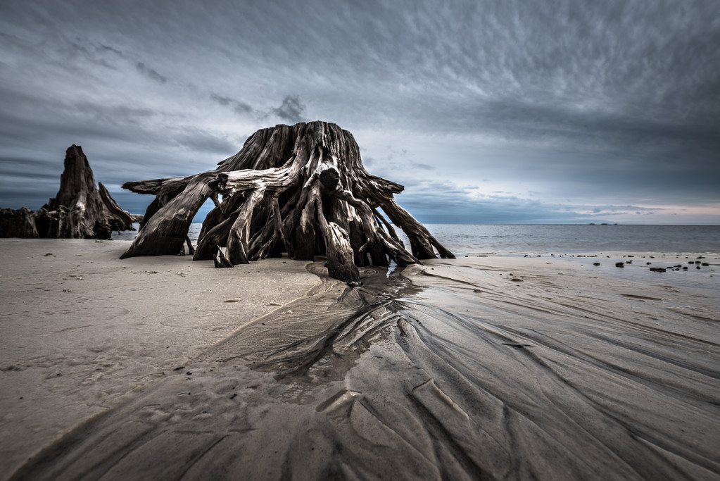 沙波戏剧性云柏树根 Carabelle 海滩 Fl 沙波戏剧性云柏树根 Carabelle 海滩 Fl