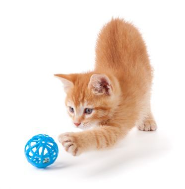 可爱的橙色小猫玩着玩具照片