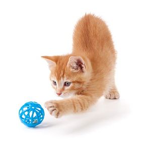可爱的橙色小猫玩着玩具照片