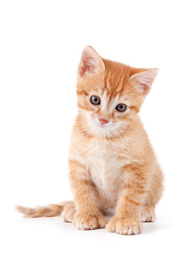 用大爪子可爱橙色小猫.图片