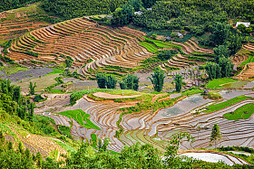 水稻梯田。近沙巴，mui ne