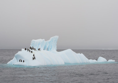 组的巴布亚企鹅在浮动的冰山上